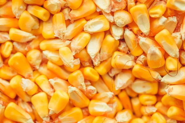 Geoogste Maïs Kernels Heap Met Selectieve Aandacht — Stockfoto