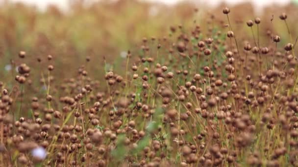 普通亚麻或亚麻籽 亚麻胡麻 胶囊在栽培领域的成熟 — 图库视频影像