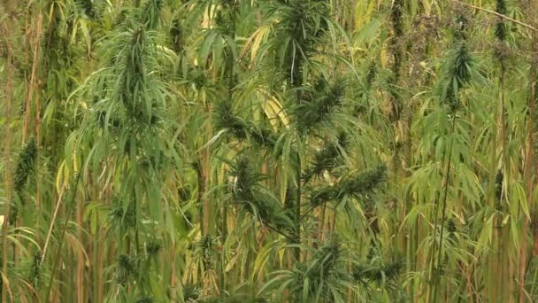 Hemp Industrial Hemp Variety Cannabis Sativa Plant — Stock Video