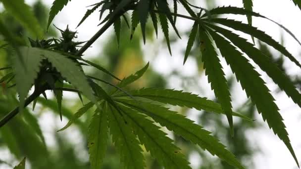 Hanf Oder Industriehanf Ist Eine Variante Der Cannabis Sativa Pflanze — Stockvideo