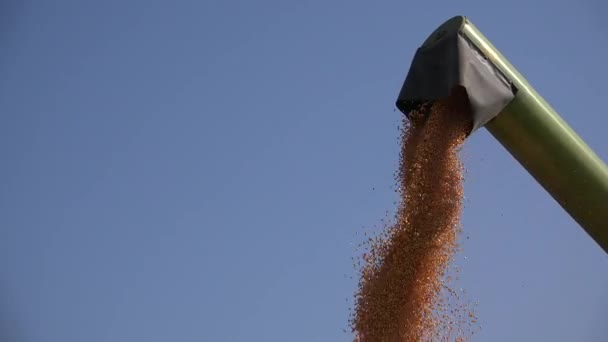 Combine Unloading Harvested Corn Kernels Tractor Trailer — Stock Video