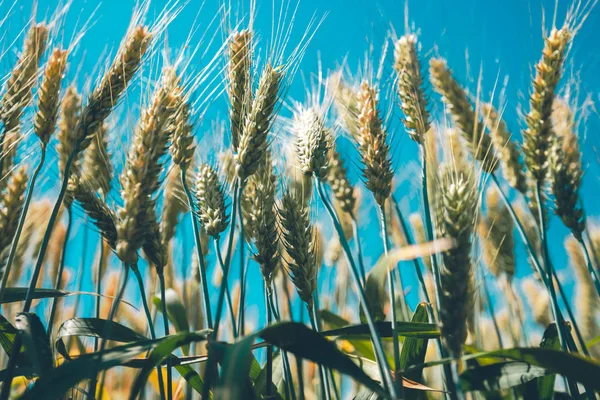 Blé Vert Poussant Dans Champ Contre Ciel Bleu Été — Photo