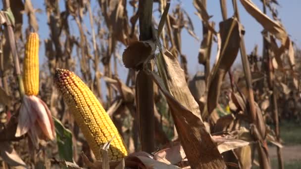 Dojrzała Kukurydza Kolby Polu Kukurydzy Uprawianej Jest Gotowe Zbioru — Wideo stockowe
