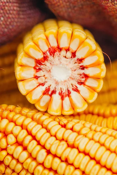 Harvested Corn Cob Burlap Sack — Stock Photo, Image