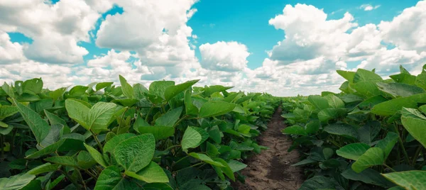 Închiderea Plantelor Cultivate Boabe Soia Câmp Împotriva Cerului Albastru Vedere — Fotografie, imagine de stoc