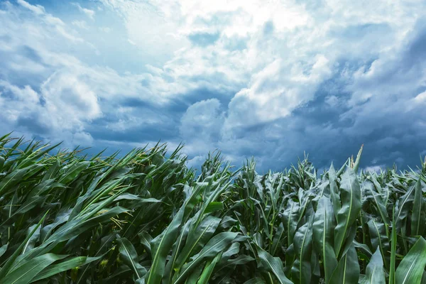 Corn maize crops bending during strong windstorm on dark cloudy summer afternoon