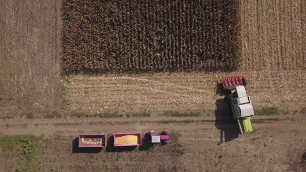 Zrenjanin Serbia September 2018 Aerial View Combine Harvester Harvesting Corn — Stock Video