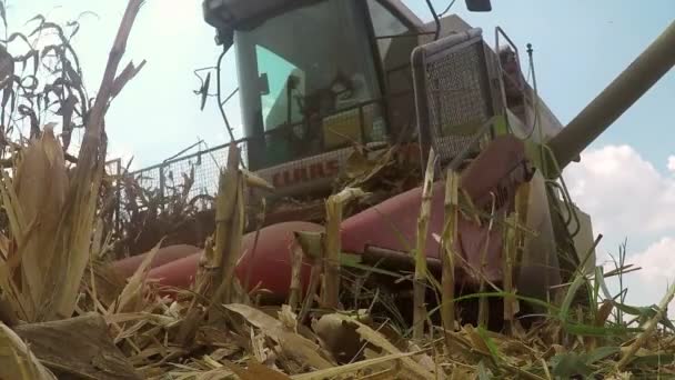 兹雷尼亚宁 塞尔维亚 2018年9月09日 联合收割机是收割种植玉米作物在伏地平的领域 今年玉米收成不错 但塞尔维亚农民对价格不满意 — 图库视频影像