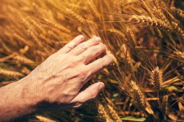 Tahıl düşürebilir pas hastalığı için kontrol buğday bitkileri hasat sırasında verim