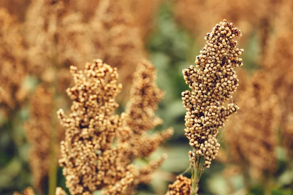 Sorghum Blühende Pflanze Wird Angebaut Und Für Getreide Angebaut — Stockfoto