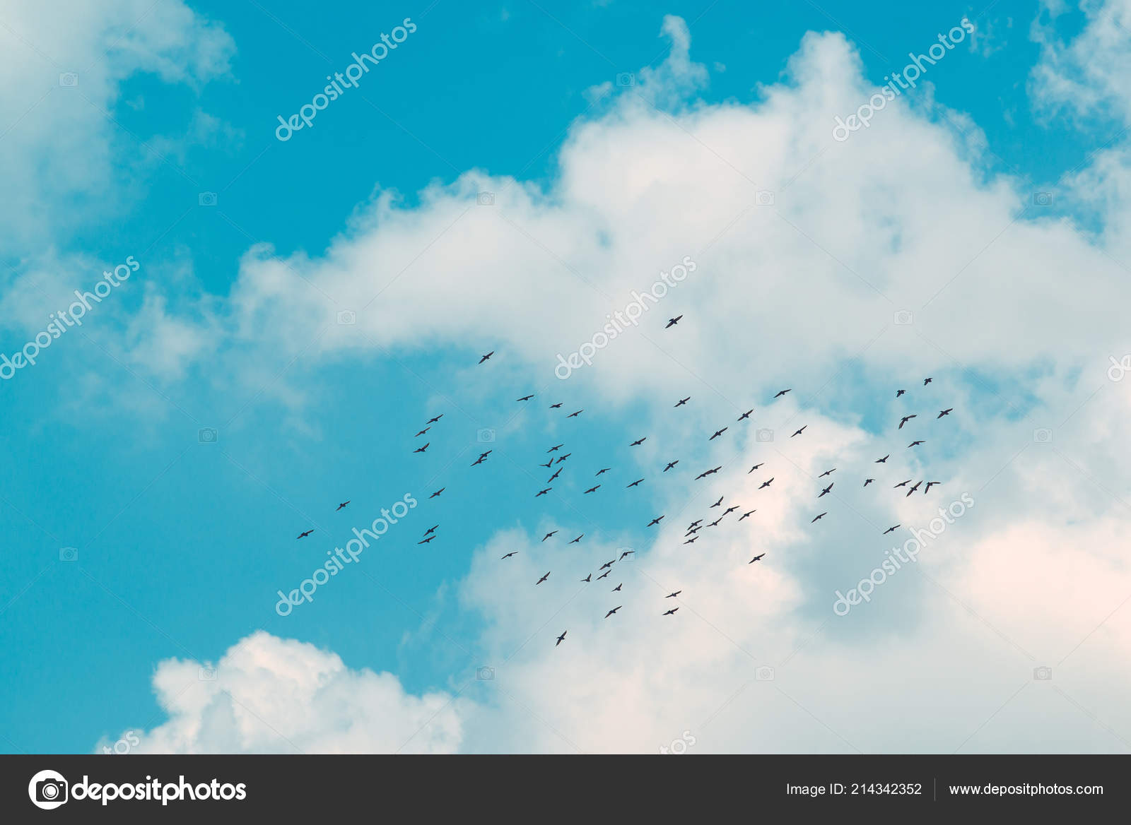 Volée Oiseaux Qui Volent Ensemble Dans Ciel Photographie
