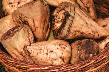 Hasır sepet alanındaki hasat şeker pancarı kökleri