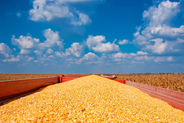 这是一个很好的玉米收成 大量收获玉米玉米仁在拖拉机货车 — 图库照片