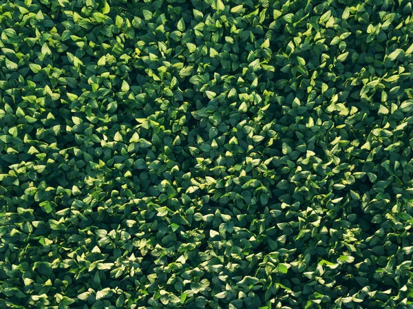 Cultivo Soja Campo Agrícola Cultivado Aérea Vista Cima Para Baixo — Fotografia de Stock