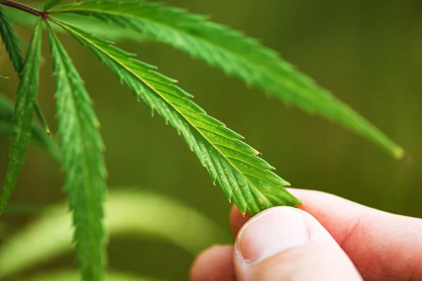 Agronomist examining industrial hemp plant leaf, close up with selective focus