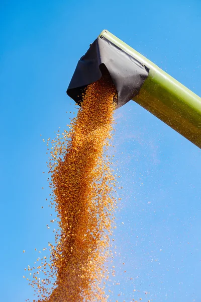 Combine Descarregador Derramando Grãos Milho Colhidos Reboque Carrinho Carga Trator — Fotografia de Stock