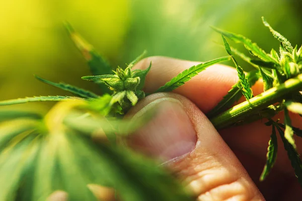 Farmer is examining cannabis hemp male plant flower development, extreme close up of fingers touching delicate herb part