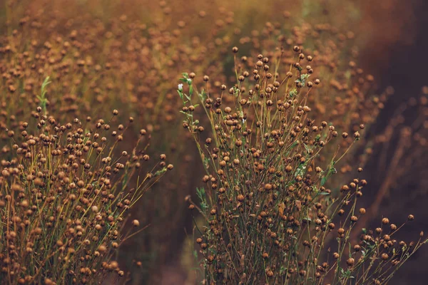 Ripe Flax Linum Usitatissimum Linseed Plants Field Selective Focus — Stock Photo, Image