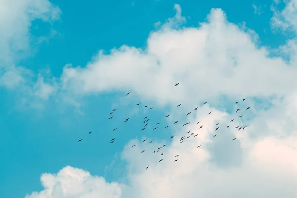 Birlikte Gökyüzünde Uçan Kuşlar Sürüsü — Stok fotoğraf