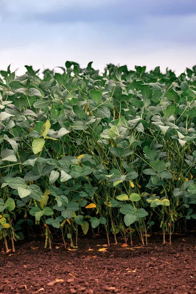 Imagem Vertical Campo Soja Verde Dia Nublado — Fotografia de Stock