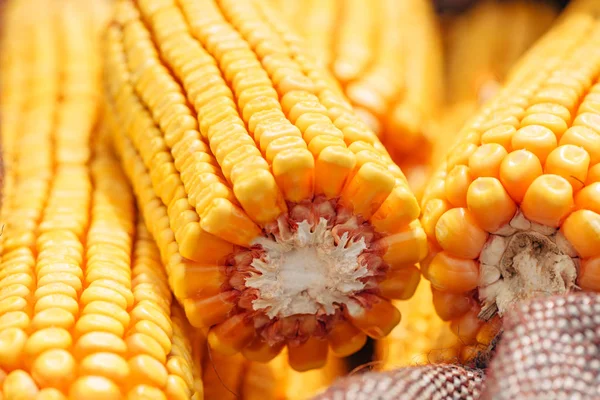 Harvested Corn Cobs Burlap Sack Selective Focus — Stock Photo, Image
