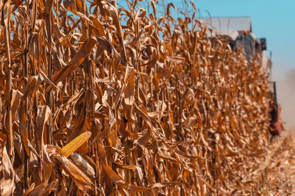 Moderne Combine Harvester Oogsten Gecultiveerde Rijp Maïs Veld — Stockfoto
