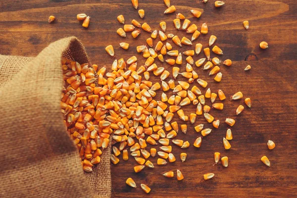 Harvested Corn Kernels Spilling Out Burlap Sack Concept Abundance Great — Stock Photo, Image