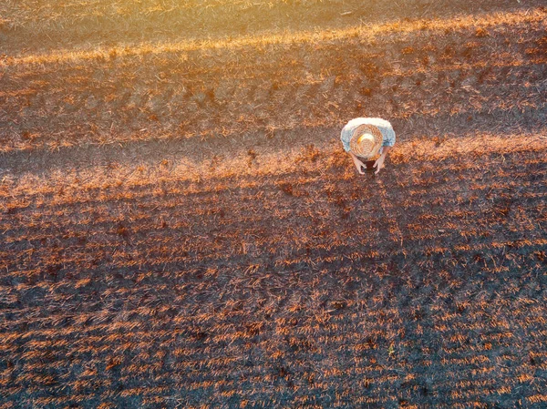 Top View Male Farmer Flying Drone Remote Control Harvested Wheat — Stock Photo, Image