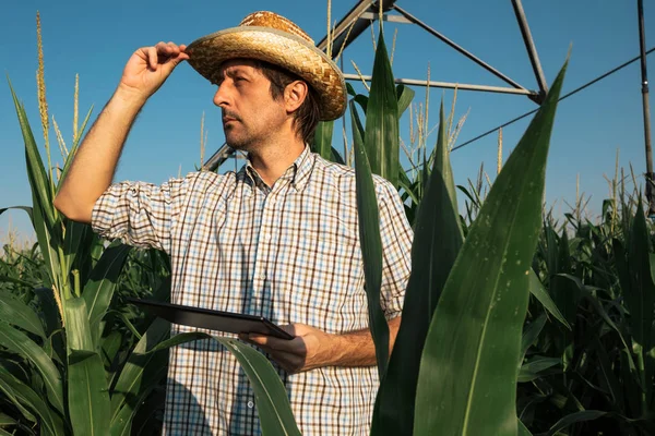 Serious Concerned Farmer Using Tablet Computer Cornfield Irrigation System Out — Stock Photo, Image