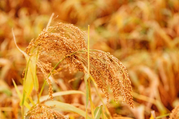 Sorgo Bicolor Cultivado Gran Mijo Campo Agrícola — Foto de Stock