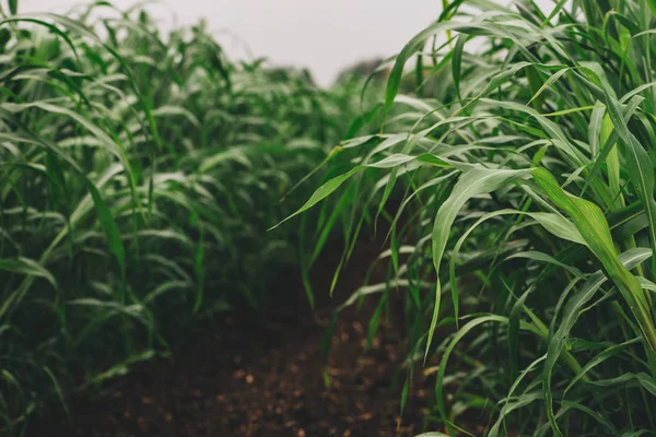 Sorgho Sudanense Sudangrass Plantage Veld Deze Plant Groeit Als Biobrandstoffen — Stockfoto