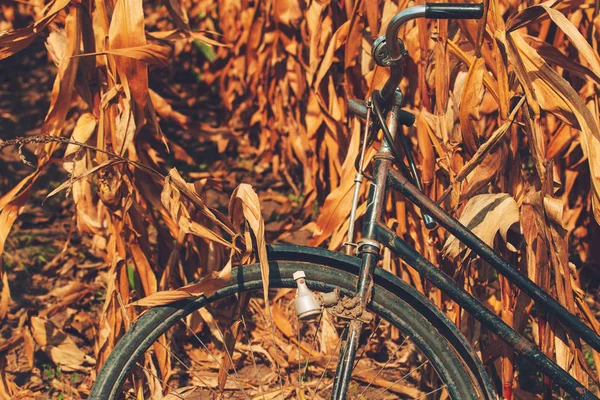 Oldtimer Fahrrad Maisfeld Angelehnt Reife Pflanzenstämme — Stockfoto