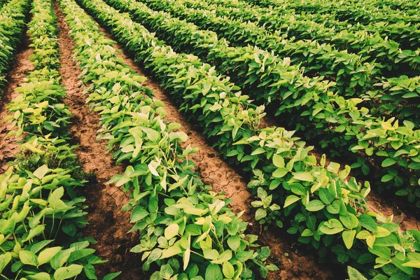 Anbau Und Anbau Von Sojabohnen — Stockfoto