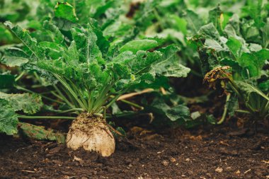 Şeker pancarı kök ekili alanda organik olarak yetiştirilen ürün
