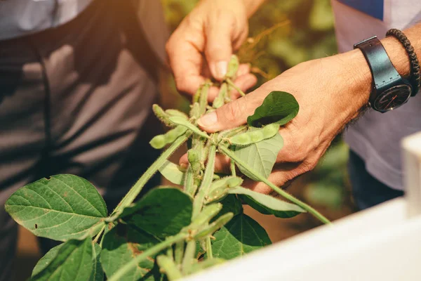 Agronomo Che Presenta Ibrido Soia Uomo Affari Investimenti Nella Produzione — Foto Stock