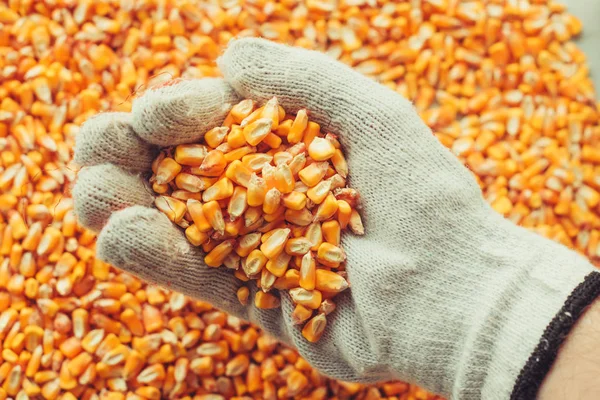 Фермерська Жменька Зібраних Кукурудзяних Ядер Концепція Достатку Великої Врожайності Після — стокове фото