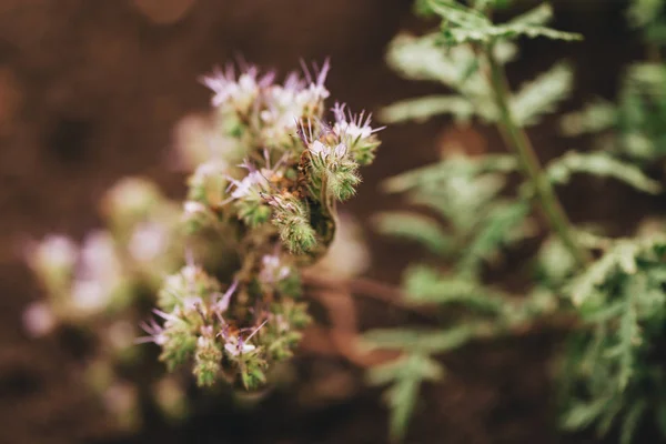 Phacelia Tanacetifolia 필드에 피입니다 일반적인 이름은 레이스 Phacelia 보라색 국화도 — 스톡 사진