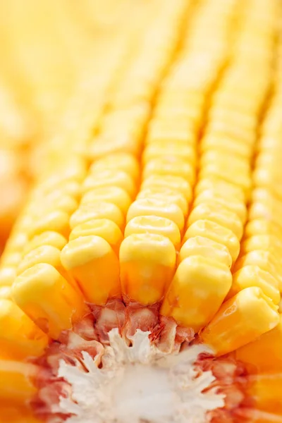 Close Harvested Corn Cobs Selective Focus — Stock Photo, Image