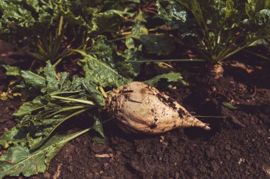 Ayıklanan organik olarak yetiştirilen şeker pancarı kök kırpma yere