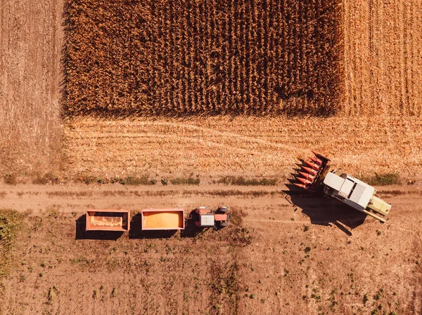 Аерофотозйомка Зернозбирального Комбайна Вливає Зібрані Кукурудзяні Ядра Вантажний Візок Трактора — стокове фото