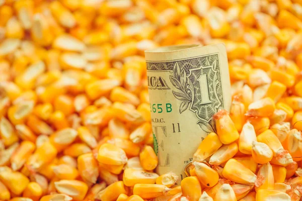 One Dollar Bill Harvested Corn Kernels Heap Selective Focus — Stock Photo, Image