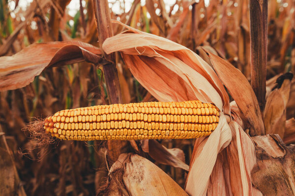 Corn on the cob in cultivated field
