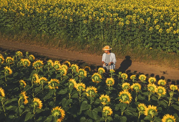 Bonde Agronom Använda Drönare För Att Undersöka Blommande Solros Grödor — Stockfoto