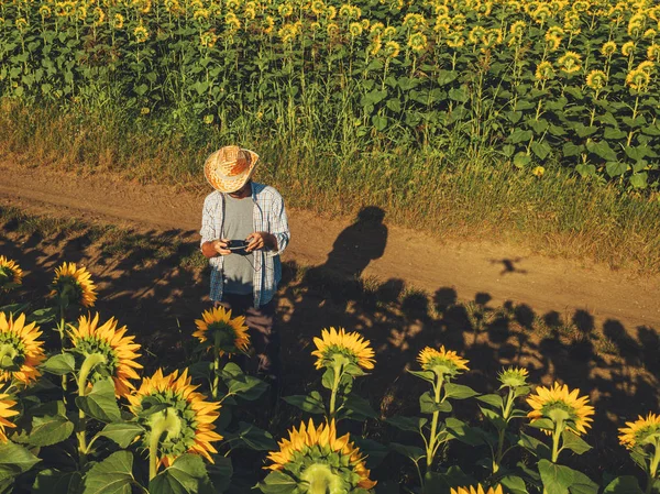 Boer Agronoom Met Drone Onderzoeken Bloei Van Zonnebloem Gewassen Gebied — Stockfoto