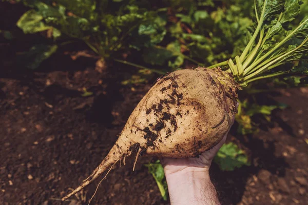 Farmer Тримає Екстраговану Органічно Вирощену Кореневу Культуру Цукрових Буряків Полі — стокове фото