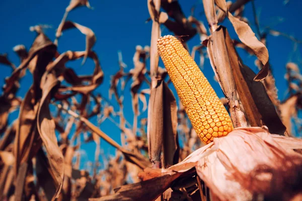 Ear Corn Ready Harvest Cultivated Farmland Field — Stock Photo, Image