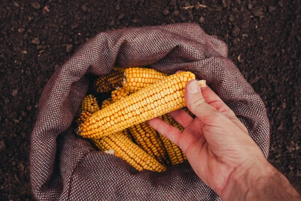 Farmář Výdeje Sklizené Kukuřičné Klasy Pytli Pohled Shora Ruky Selektivní — Stock fotografie