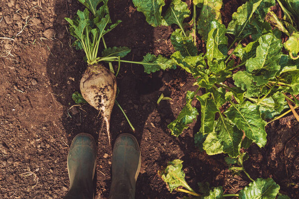 Farmer standing directly above extracted organically grown sugar beet root crop on the ground