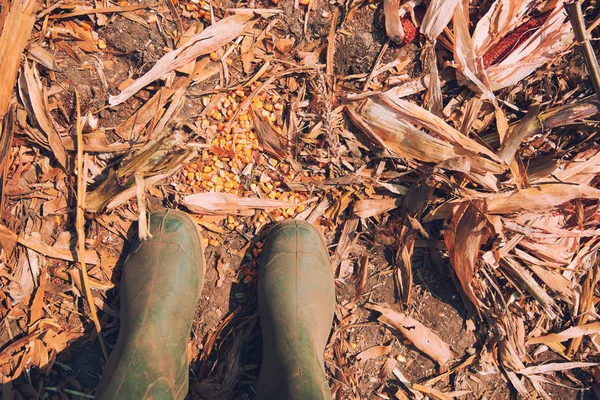 Agricultor Parado Directamente Encima Mazorca Maíz Suelo Sobras Para Recoger — Foto de Stock