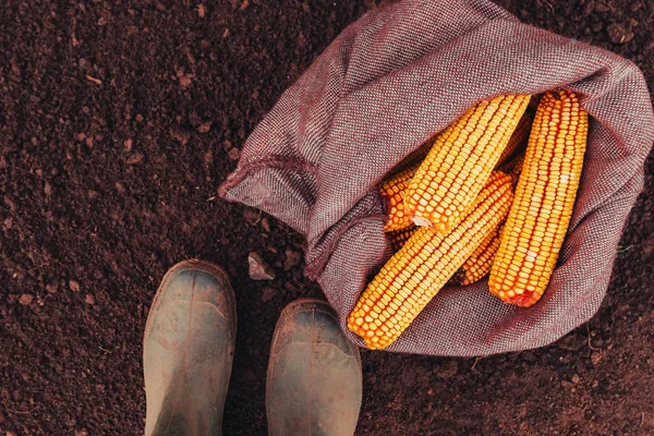 真上に立っている農夫収穫黄麻布の袋 ゴム長靴の足の平面図でトウモロコシの穂軸 — ストック写真